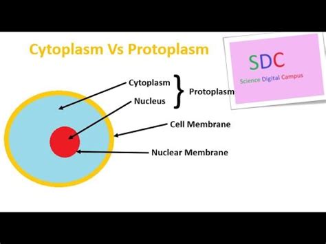 Cytoplasm And Protoplasm Youtube