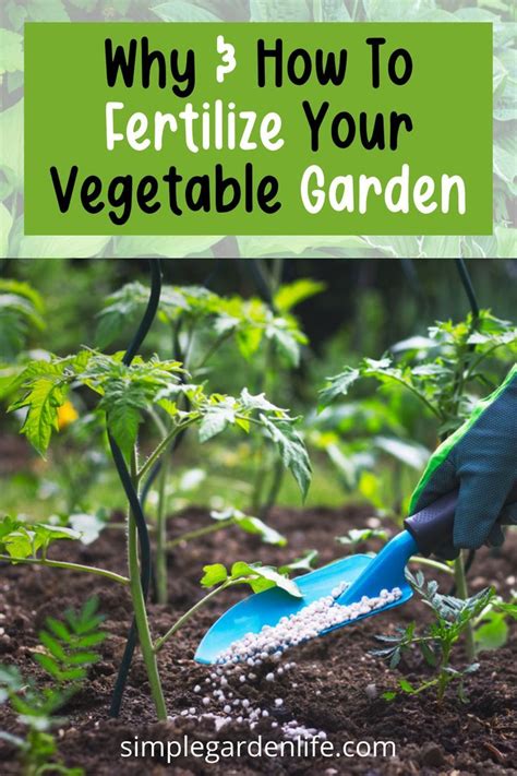 How To Fertilize Your Vegetable Garden Simple Secrets That Work Artofit