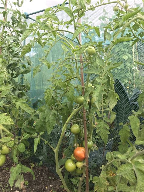 Grow Blight Resistant Tomatoes Janice Shipps Plant News