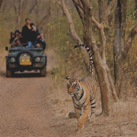 Sariska Tiger Reserve National Park Alwar Rajasthan India