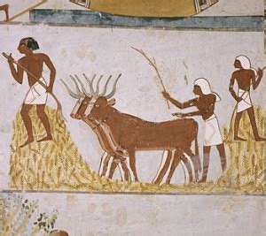 Farming in Ancient Egypt,Agriculture,Farming tools,Animals,Soil ...