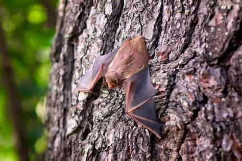 Habitat Management | Ohio Bat Working Group