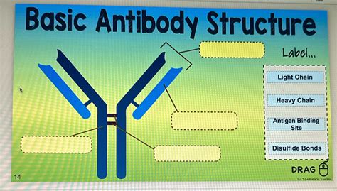 Solved Basic Antibody Structure Label Light Chain Heavy Chain