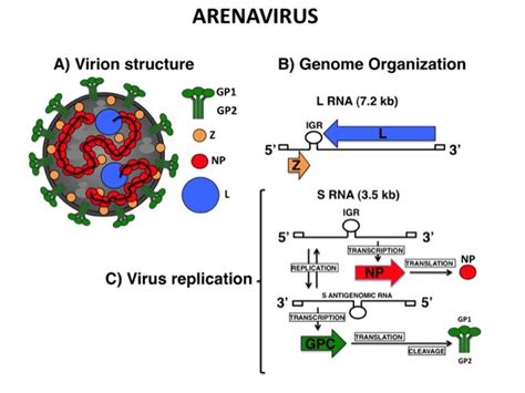 Arenavirus