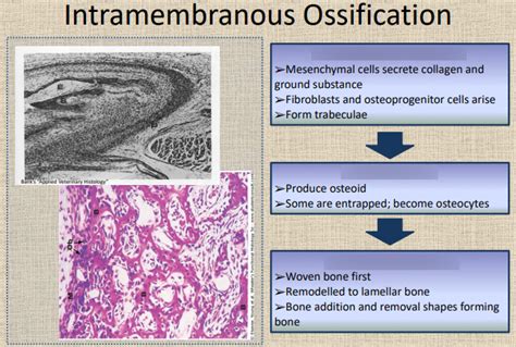 Intramembranous Ossification Diagram | Quizlet