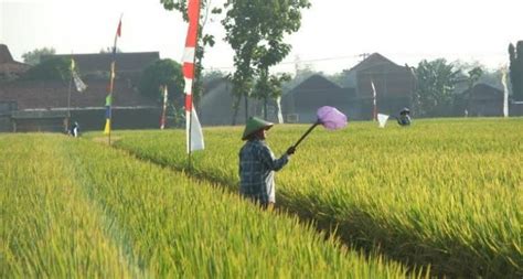 Pupuk Subsidi Langka Petani Mengeluh