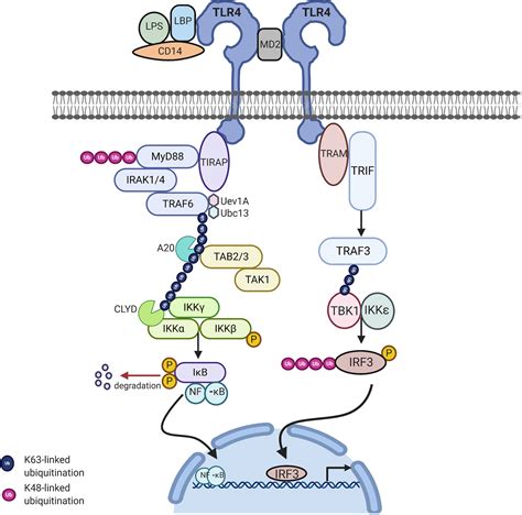 Frontiers Role Of Metabolic Endotoxemia In Systemic Inflammation And