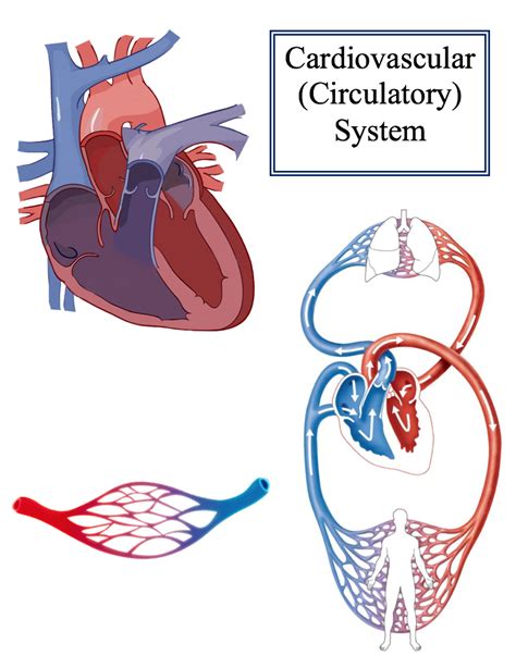 Cardiovascular System Diagram Diagram Quizlet