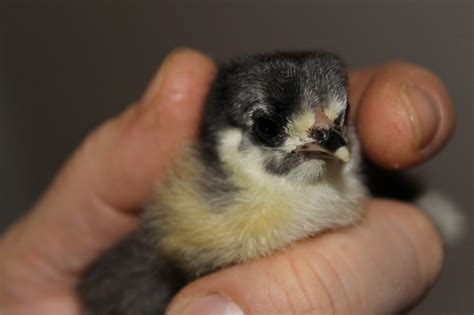 Homers Homestead - The Back Garden Poultry Hatcher: More hatching eggs!!!