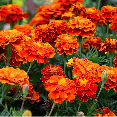 How To Keep Marigolds Flowering Secrets To More Blooms