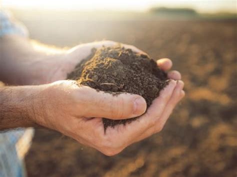 C Mo Hacer Abono Casero Para Revivir Las Plantas Marchitas