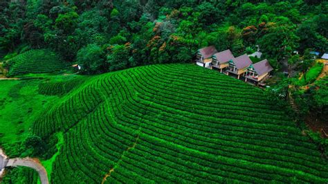 Zero Degree Tea Plantation View Cottage Munnar Trip2kerala