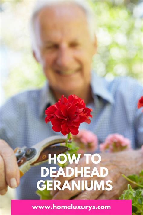 How To Deadhead Geraniums The Right Way Should You Deadhead Geraniums Artofit