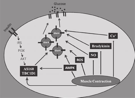 Muscle Contractions Cause Translocation Of The Glucose Transporter