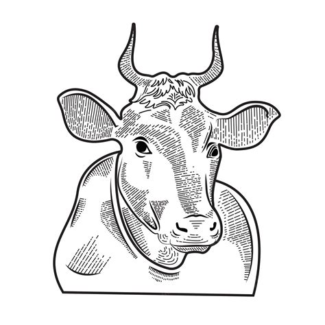 Premium Vector | Indian cow vector illustration