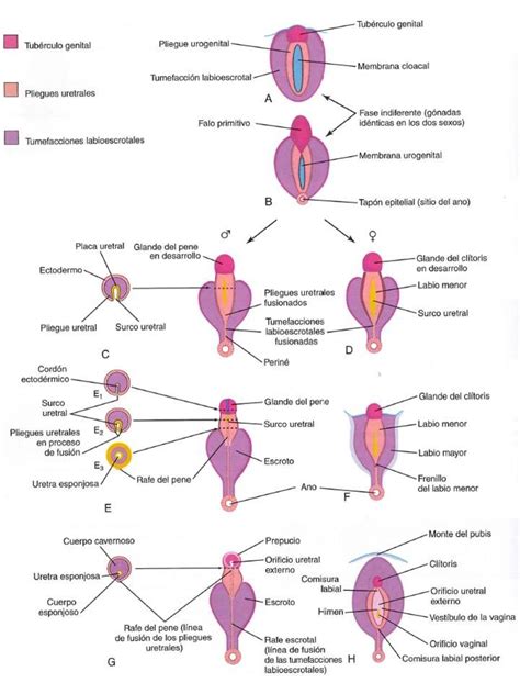 Diferenciaci N G Nadas Biolog A Pollas Enfermeria