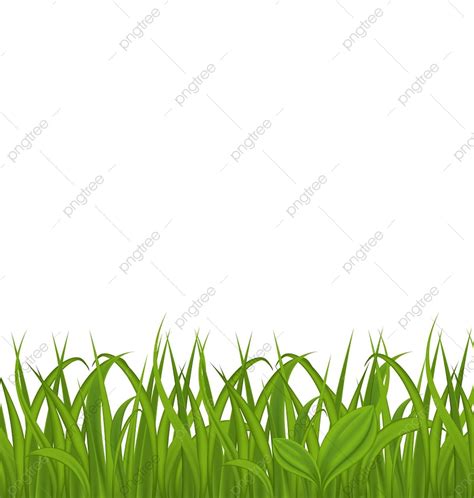 Grass Isolated Vector Art PNG Illustration Fresh Green Grass Isolated