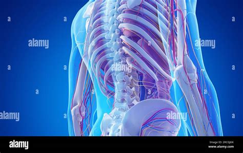 Anatomy of the lower back, illustration Stock Photo - Alamy