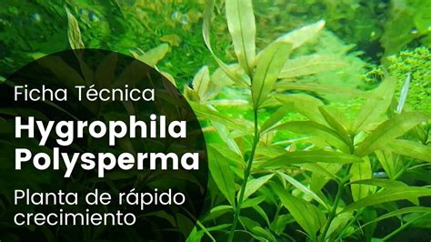 Ficha Técnica Hygrophila Polysperma Cuidados Cómo Plantar