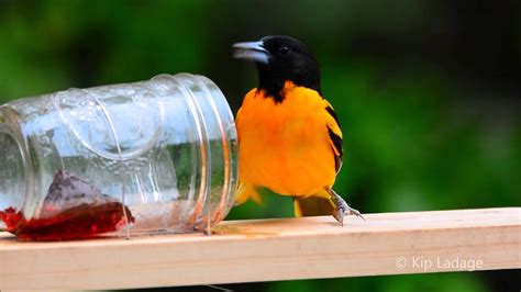 Baltimore Oriole At Grape Jelly Feeder © Kip Ladage Youtube