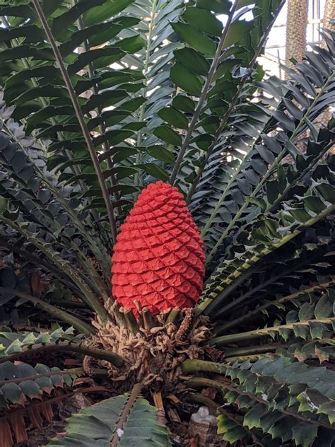 Cycads: Living Fossils - Floral Prisms Cycads: Living Fossils