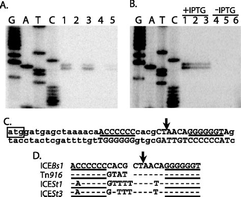 Identification Of The Origin Of Transfer Orit And Dna Relaxase