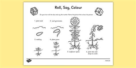 Life Cycle Of A Sunflower Roll Say Colour Teacher Made