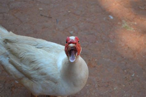 Funny Duck Face by VanAlves on DeviantArt