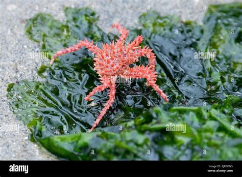 Usa Se Alaska Inside Passage Wood Spit Young Red King Crab Aka Alaska King Crab