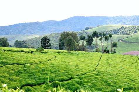 Discover the Rich Culture and Natural Beauty of Burundi 🇧🇮 - Drumming ...