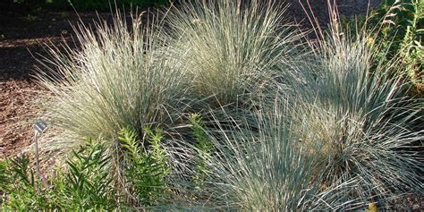 9 Great Ornamental Grasses That Will Thrive In Zone 5 Gfl Outdoors