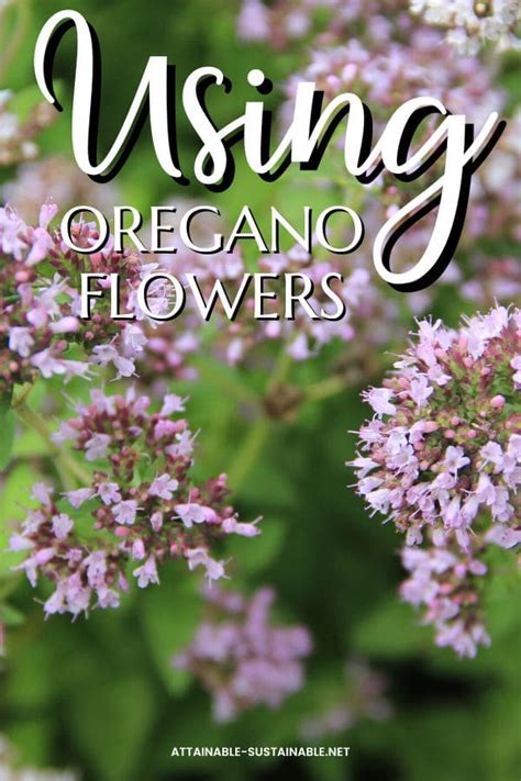 Oregano Flowers: Fresh and Edible from the Garden