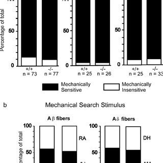 Mechanically Sensitive Afferents Are Present In Normal Proportions A