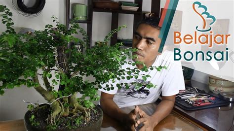 Bonsai Sisir Gampang Hidup Gampang Mati Youtube