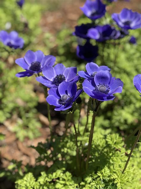 The package said blue poppies?? : r/gardening