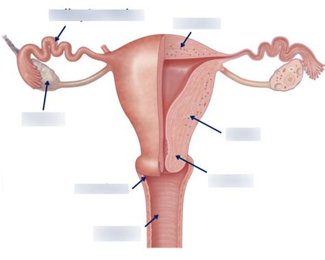 7 2 Female Reproductive Tract Diagram Quizlet