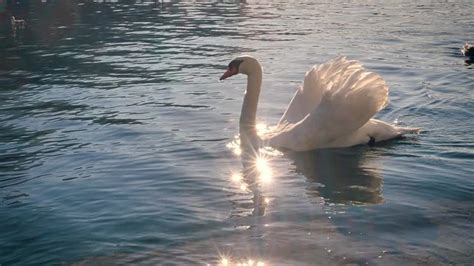 "White Swan" Images – Browse 12,291 Stock Photos, Vectors, and Video ...