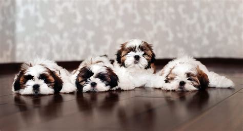 Shih Tzu Names Adorable To Awesome Ideas For Naming Your Puppy