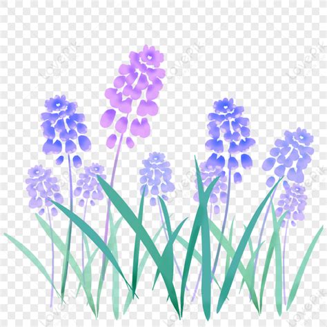 lilang asul na ubas hyacinth bulaklak araw ng tagsibolclipart ng