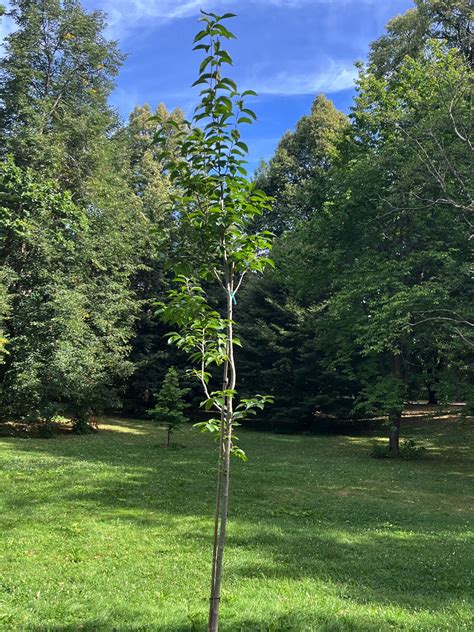 Celebritrees Historic And Famous Trees Of The Wor 7