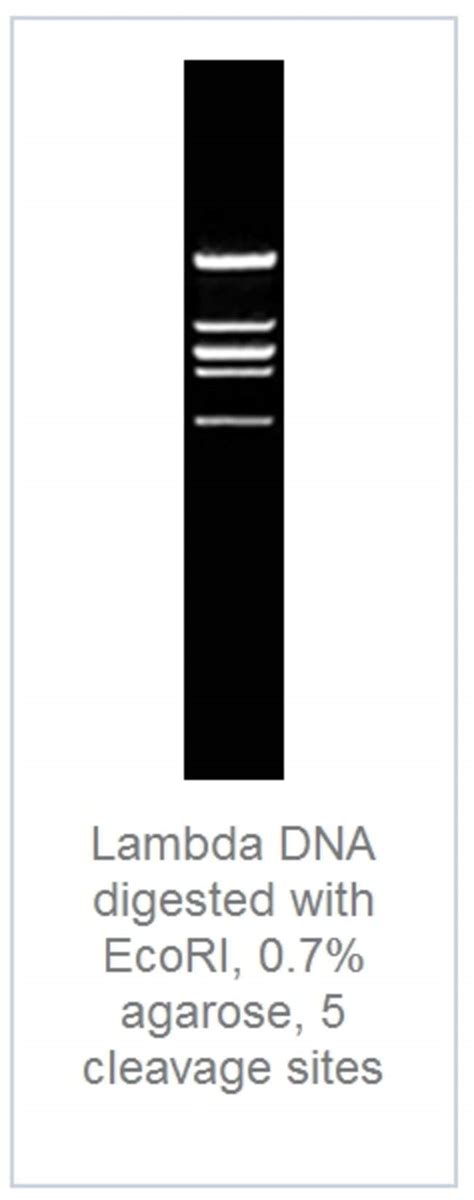 Thermo Scientific Fastdigest Ecori Restriction Enzymes Enzymes And