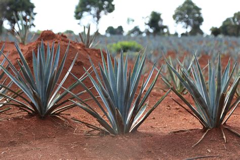 Instan A Planeaci N Estrat Gica Del Cultivo De Agave En Jalisco