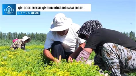 Video Çin in Kuzeybatısında Geleneksel Çin Tıbbı Bitkileri Hasat