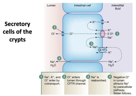 Body Fluid Compartments And Water Balance Flashcards Quizlet