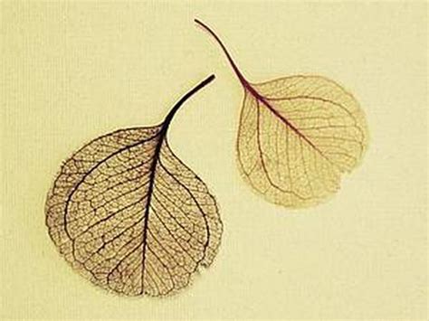 Скелетированные листья: Персональные записи в журнале Ярмарки Мастеров