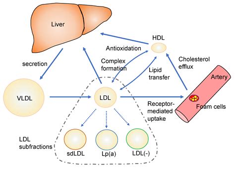 The Oxidized Lipoproteins In Vivo Its Diversity And Behavior In The