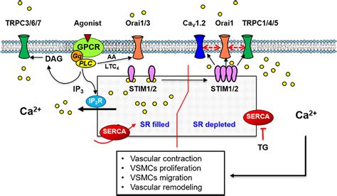 Frontiers The Complex Role Of Store Operated Calcium Entry Pathways