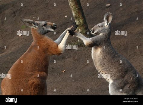 Boxing Red Kangaroo at Debra Schaper blog