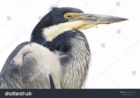 beak sharp images stock  vectors shutterstock