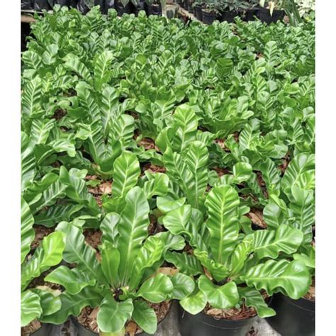 Jual Bibit Tanaman Hias Kadaka Lasagna Daun Unik Asplenium Lasagna